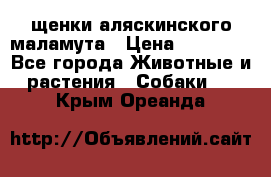 щенки аляскинского маламута › Цена ­ 20 000 - Все города Животные и растения » Собаки   . Крым,Ореанда